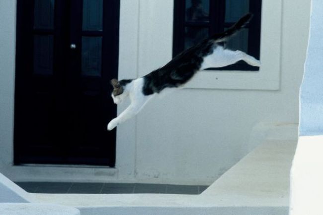 サスケのジャンプ２