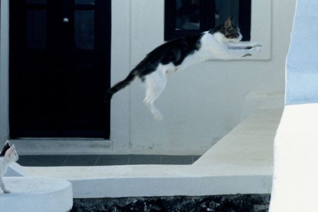 サスケのジャンプ３