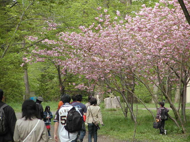 円山公園には、最後の桜「八重桜」が咲き誇ってました。<br />５月２８日の夕方です！