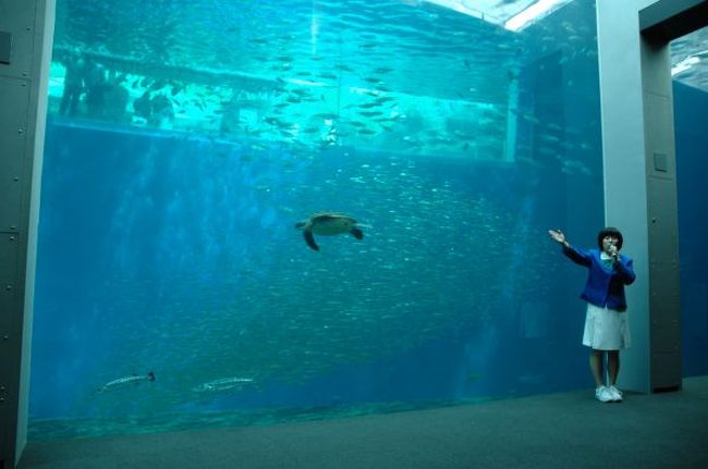 水族館のお姉さんとかめ。