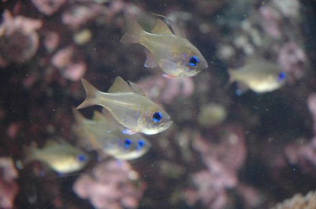 ブルーの目が鮮やかなさかな。