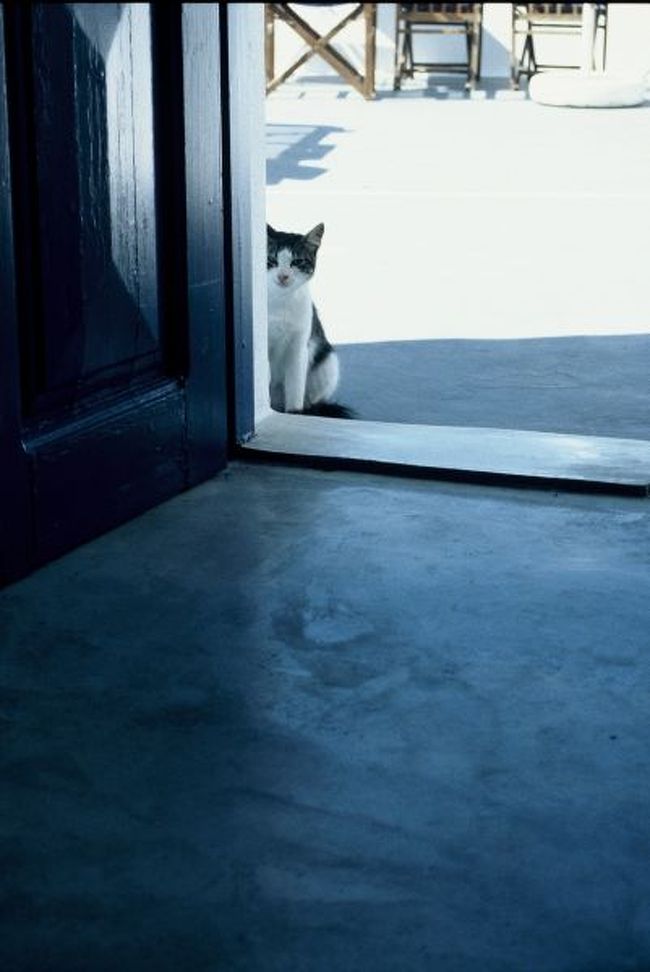 部屋の中の様子を伺うトミー?