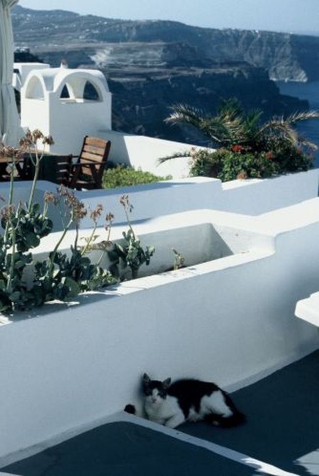 ちょっとふてぶてしいトミー。