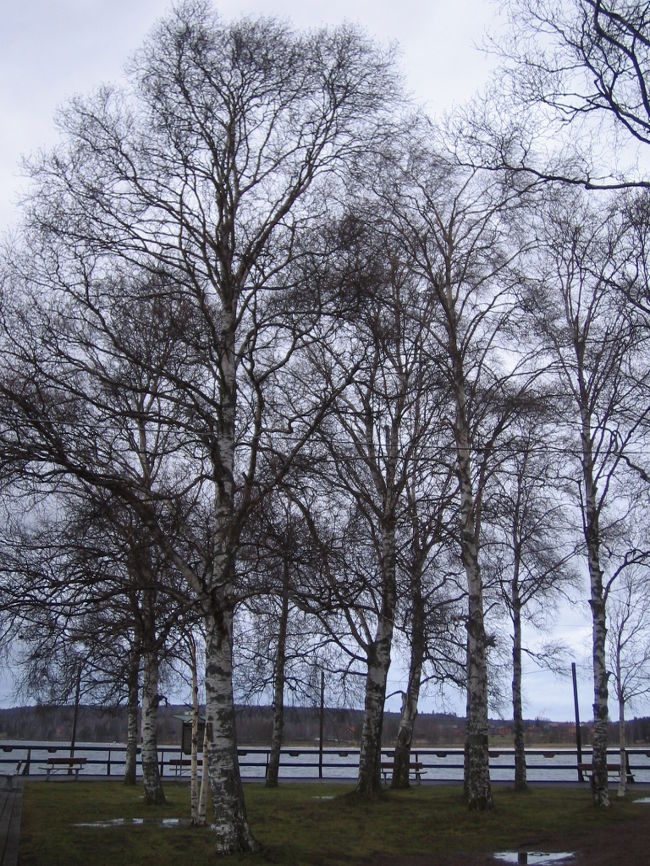 橋の先にあるオアシス。<br /><br />これは人工???自然???