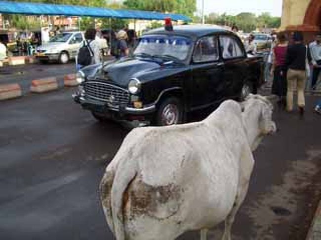 <br />駅前･･･いかにもインドらしい<br /><br />国産車のパトカーと牛だもんね〜