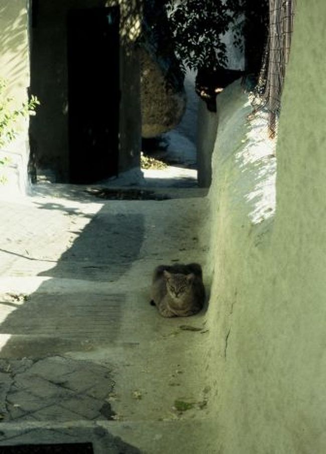 虎のようなねこ。