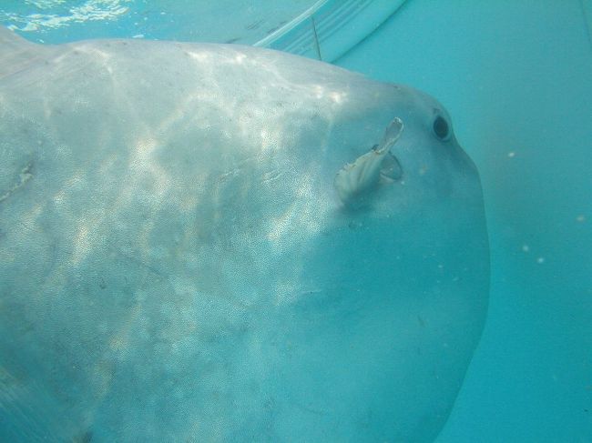 マンボウ放流セレモニー2005』大分県の旅行記・ブログ by