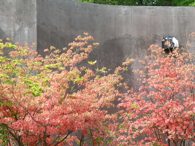 花の色がとても鮮やかです