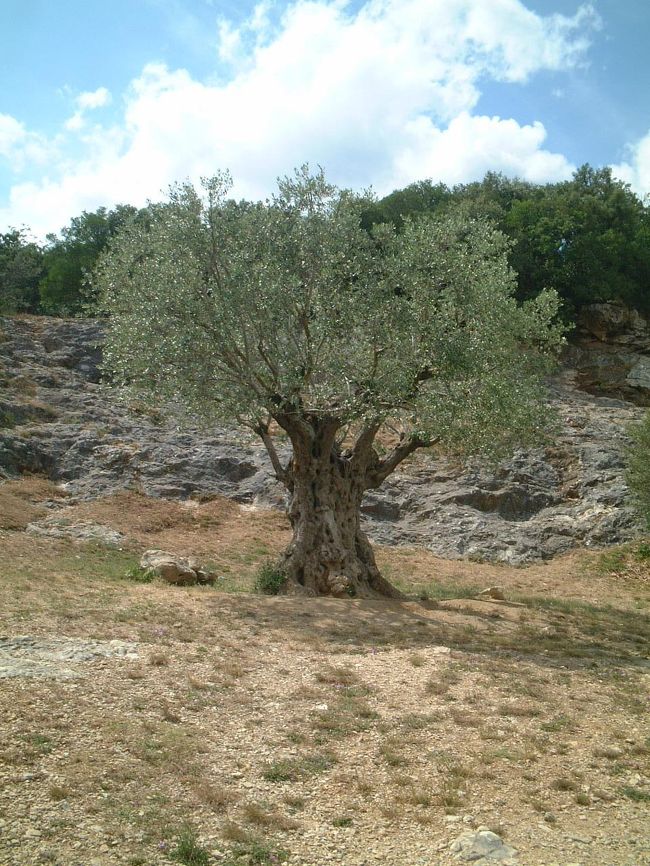地中海の代表的な植物「オリーブ｣の木<br />樹齢？年でしょうか・・
