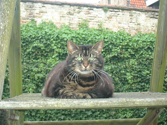 ブルージュの学校の庭師さんの飼い猫。<br />のんびりお昼寝していたのをお邪魔してしまいました。