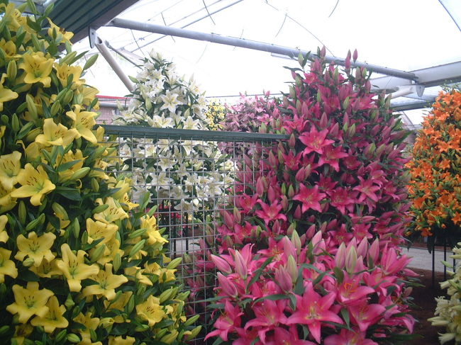 温室の中はリリーの展示会でした。<br />温室中が良い香りに包まれていました。