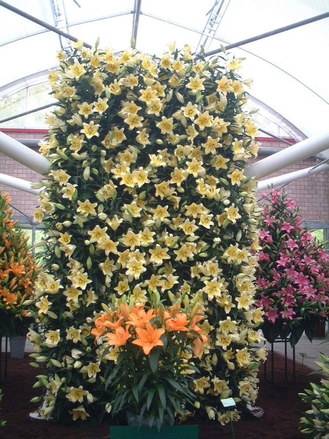 一つのお花の大きさは20CMぐらいあるかしら・・・<br />とても大きいものでした。