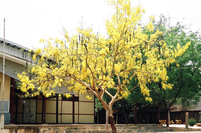 ニャゥンウーに着いたのが昼過ぎで、マーケットなどを見てまわりました。ミャンマー料理は「もういいや」という感じがあったので、日本料理の看板が出ていた店で昼食をとりました。何を食べたか記憶にないですが、油が胸につかえるような感じがありました。ホテルに戻る頃は2時頃で一番暑い時間帯です。自転車をこいでいると、昼食の油がこみ上げてきます。容赦なく照りつける日差で頭が次第にクラクラしてきます。40℃超えていたのではないでしょうか。からだの内側からオイル焼きされているような感じです。「ちょっとヤバイな･･･」と思ったのですが、ホテルで借りた自転車を置いて帰るわけにもいかないのでそのままこぎ続けます。休まないと先に進めない状態になってきました。ティーローミィンロー寺院が近くなると「あと半分」と少し元気付けられたのですが、このあたりでは100ｍか200ｍおきに休むような状態でした。オールドバガンの入口タラバー門付近の店にたどり着いたときは“死にそうなくらい”疲れていました。