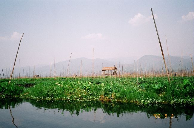 生活の糧の中心は浮畑でのトマト栽培です。そこらへんの草のように見えるのがトマトです。多分。竹の棒は固定用でしょうか。