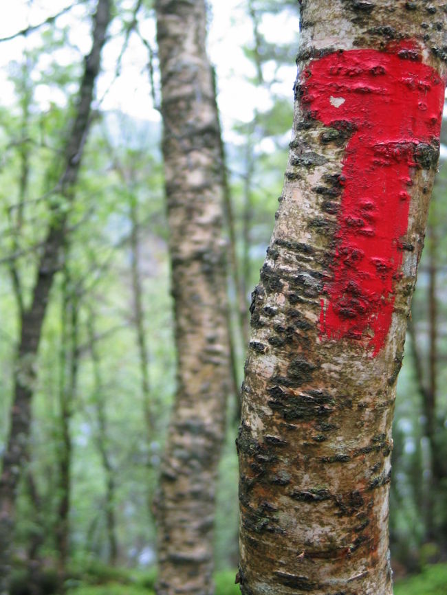 道に迷ったらどうしようと思っていたんですが、この「T」の目印がとてもわかりやすく、迷うことはありませんでした。よかった(^^)