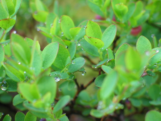雨が降ってたのか、草花に露がついています。<br />キラキラしていてきれい〜<br />