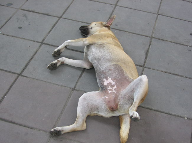 結局2時間くらい歩き回って目がまわってしまった。<br />やっぱりせっかく海外に来たのに、半日建物の中にいるのはつまらない。<br />どこに行こうかな....昨日までの疲れがかなり出ている今日は、まったりチャオプラヤ安クルーズでもするか。ナショナルスタジアム駅からBTSでサパーンタクシンへ行く。BTSは行き先毎に値段が違う、30B。券売機は10Bか5Bコインしか使えないので、コインがない場合は窓口にて両替してもらう。<br />サパーンタクシンでひっくり返っていた犬。