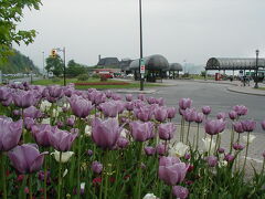 【たくさんのチューリップ】

ビジターセンター近辺にはチューリップが咲き誇っていてきれいでした。 