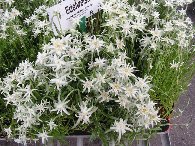 スイスアルプスの可憐な花たちの印象 その エーデルワイスを捜し求めて スイスの旅行記 ブログ By Tsunetaさん フォートラベル スイスアルプスの可憐な花たちの印象 その エーデルワイスを捜し求めて スイスの旅行記 ブログ By Tsunetaさん フォートラベル