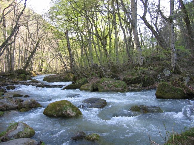 奥入瀬渓流：奥入瀬渓流が道路沿いにあることを初めて知った。雪解けのせいか水量が多かった。