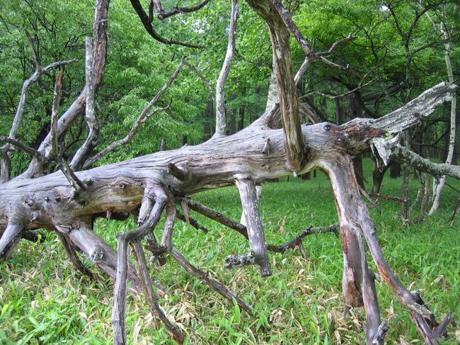 戦場ヶ原の木1：戦場ヶ原にはたくさんの面白い形をした木が横たわっている。まるで生き物みたいで、今にも動き出しそうなものばかり。これ、タタリ神みたいでしょ(笑)。
