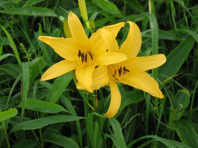 ニッコウキスゲ：「黄色いユリなんて見たことないなぁ」となんとなく写真を撮ったけど、これがニッコウキスゲだった(苦笑)。霧降高原はニッコウキスゲに覆われ、黄色い斜面をリフトでゆっくりと上っていった。