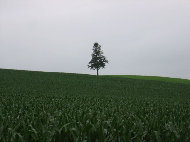 美瑛の丘：こんな風景、写真でよく見かけますよね。ぽつんと立っている木、結構好きです。