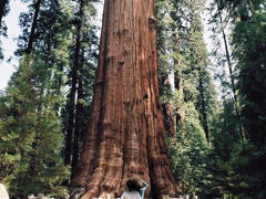 【シャーマン将軍の木】

セコイア国立公園（Sequoia National Park）の南側入口からCA-198（Generals Hwy.）を走り約20マイル、樹齢2000年以上のこの木はシャーマン将軍の木（General Sherman Tree）と呼ばれていて、世界最大の生物とも言われているらしいです。

General Sherman Tree, Sequoia National Park, California