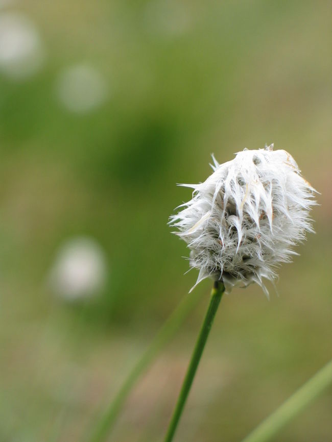 帰りも大きな岩があるので下りるのが大変だったけど、やはり帰りは気持ちに余裕が出てきてるので草花の写真を撮りながら下りました。