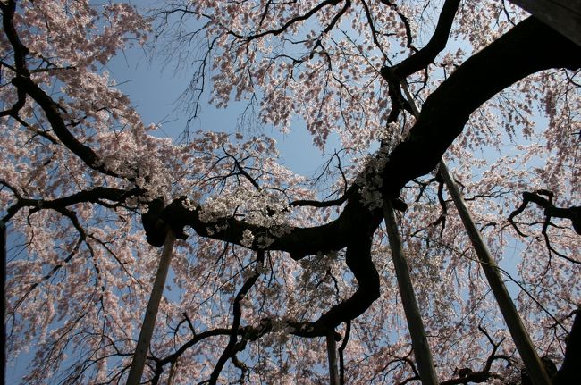 ある方のお家です。このお家には、とある泣かせるお話があります。たぶん僕が見たサクラの中で一番すばらしいサクラです。
