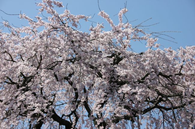 そのお家の外から見たサクラです。とても大きくて、このお家を包み込んでいてくれます。