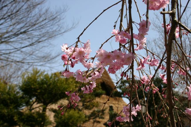 背景に茅葺屋根のあるサクラです。京都のサクラはどこをとっても絵になりました。