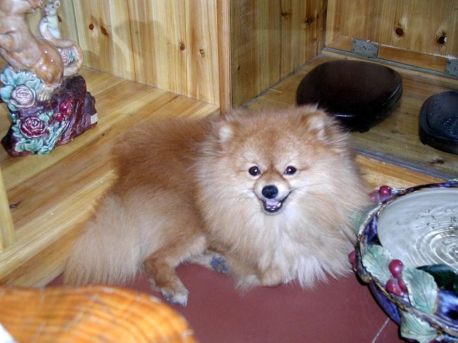 これは公仔ではなく、親しくなったお店の飼い犬。<br />可愛いくて、すぐになついてくれました。<br />ボクは犬には好かれるタイプみたいで、どこへ行ってもべろべろモードです。