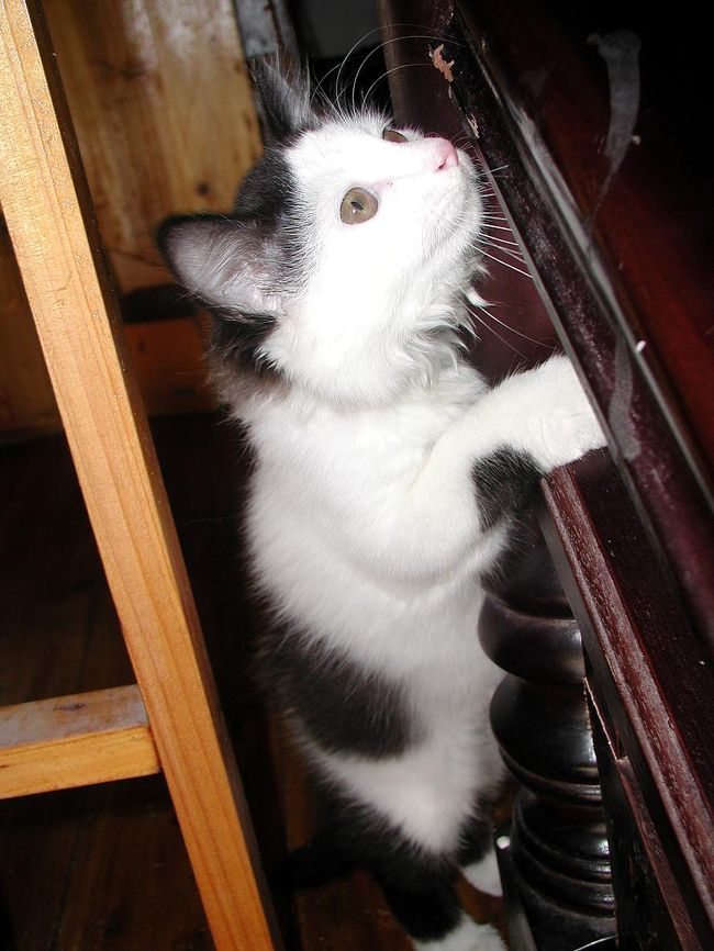 悪戯ニャンコもういっちょ。<br />公仔の頁が動物園になる前に退散！