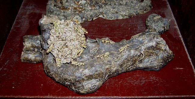 これは凄い！！！！！<br />蜂なんですが、全てが焼き物で出来ています。<br />足や髭が細くて、その精密度には脱帽。。。