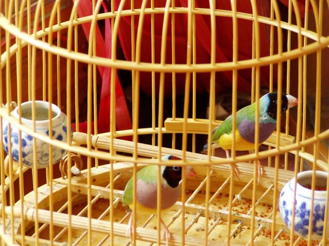 七色文鳥？？<br />着色したみたいな感じですが、そのままだそうです。