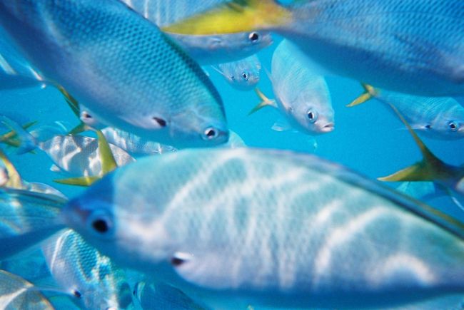 シュノーケルポイントでシュノーケル。<br />魚の群れがチョット怖い・・・。