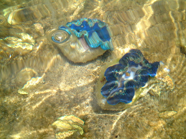 小さめのシャコ貝。