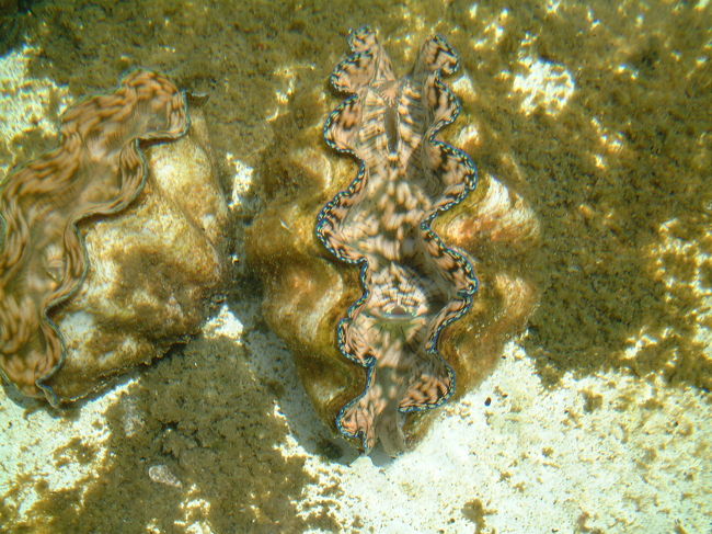 チョット成長したシャコ貝。