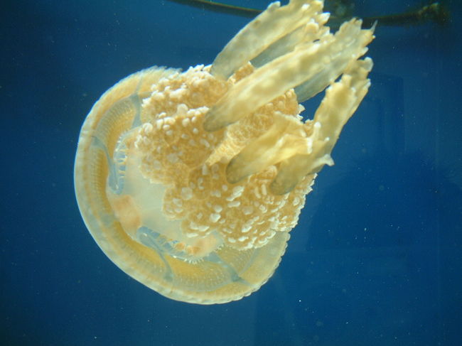 ジェリーフィッシュレイクに居るクラゲさん。<br />今度パラオに行く機会があれば行ってみたい。