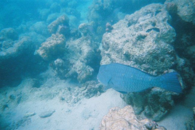 ＰＰＲ前のビーチでシュノーケリング。