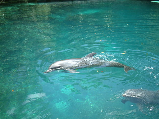 イルカさん、可愛いよう〜<br />来て良かった〜！