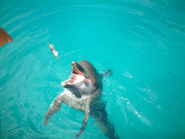 イルカさん、可愛いよう〜<br />来て良かった〜！　来て良かった〜！