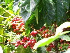 熟れたコーヒーの実は赤くてちょっぴり甘い。<br />農園全体がクリスマスツリーのよう。<br />一番きれいな時期に来ることができてラッキー！