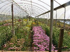 オーナーは気さくなおじさんで<br />「娘が仕事で日本にいたことがある。<br />日本人はよく働くねー。日本人を見習おう。エイエイオー！」<br />みたいなことをいってヨイショしてくれました。<br /><br />オーナーの奥さんは<br />「夫と違って私はシャイだから」<br />といいながら農園のすみからすみまで車で案内してくれました。<br />シャイなわりに仕事への情熱は相当なもの。<br /><br />「ここは温室。ほとんど農薬を使わず家畜の糞やコーヒーの皮なんかを利用して健康な土壌をつくって野菜や花の有機栽培を行っているの。<br />レストランからでる生ゴミはバクテリアとミミズを使うと３ヶ月でうんといい土になるのよ。<br />使わないと１年はかかるわね。」<br />         