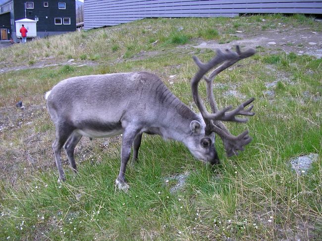 宿に戻るとすぐ近くにトナカイが。全然人を恐れません。To be continued.....