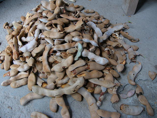 「ほら、この鳥の巣はシロアリと共存してるのよ。<br />ほらハチドリが来てる。ほらあそこに猿がいるわ。<br /><br />え？タマリンドが珍しいって？<br />じゃーお土産にもって帰れば？」<br /><br />先生は野生のをもぎとってくれました。<br />タマリンドってこちらでは「スリ」も意味するんですってね。<br />どうしてかしら？