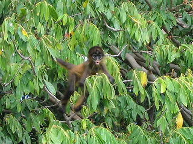 小さい島にサルの家族がいました。こんな小さい島でどうやって食べているのかと聞いたら、近くの島から餌を運ぶ人がいるのだそうです。
