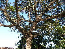 奥庭の大木に沢山のピタヤが寄生していました。<br />鳥がタネを運んできたのだそうです。<br />え？ピタヤって？