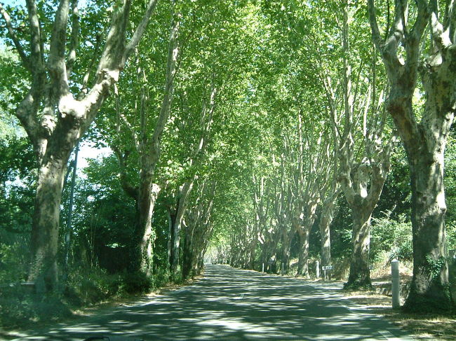 まるで軽井沢？<br />プラタナスの並木道です。